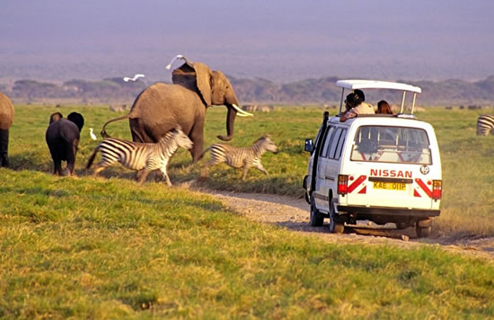Safari Game Drive in Amboseli